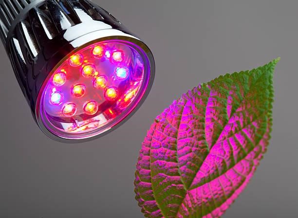 تفاوت پروژکتور رشد گیاه با لامپ معمولی